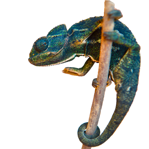 Chameleon on a twig in The Stories' Den at KessaLair